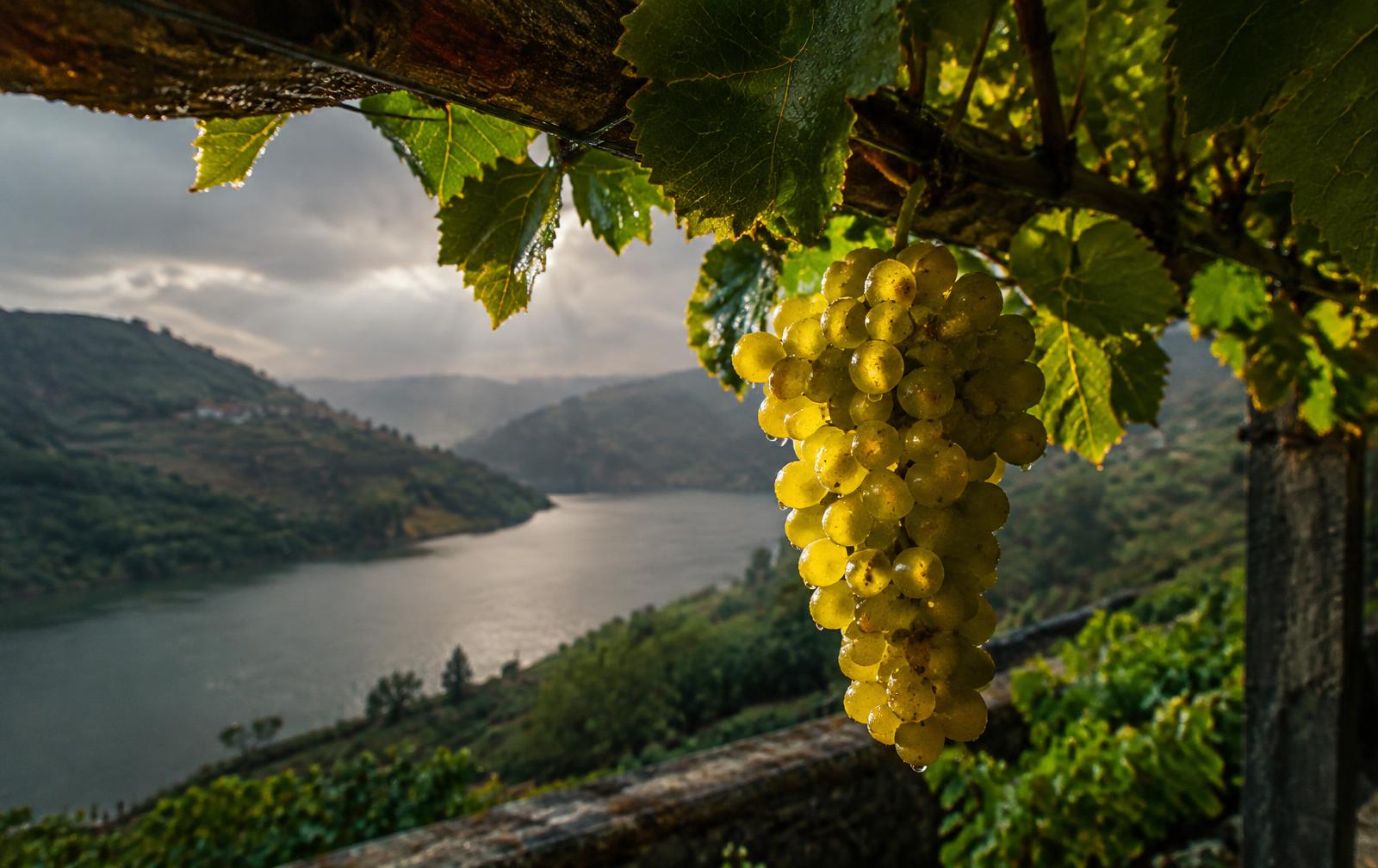 Alvarinho grapes