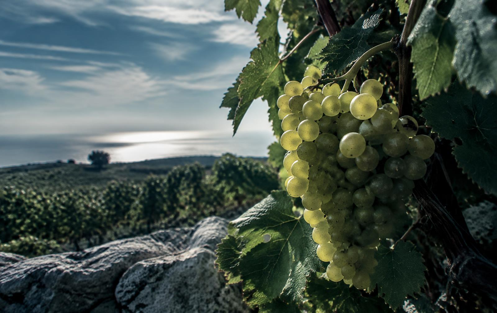 Arinto grapes