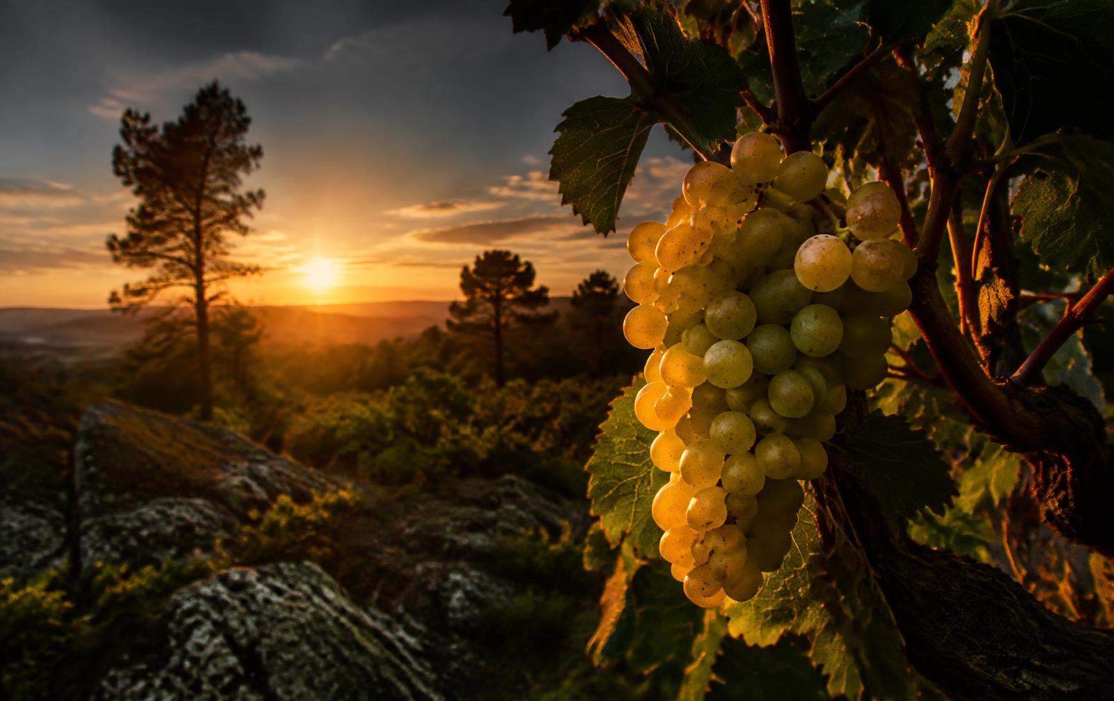 Encruzado grapes