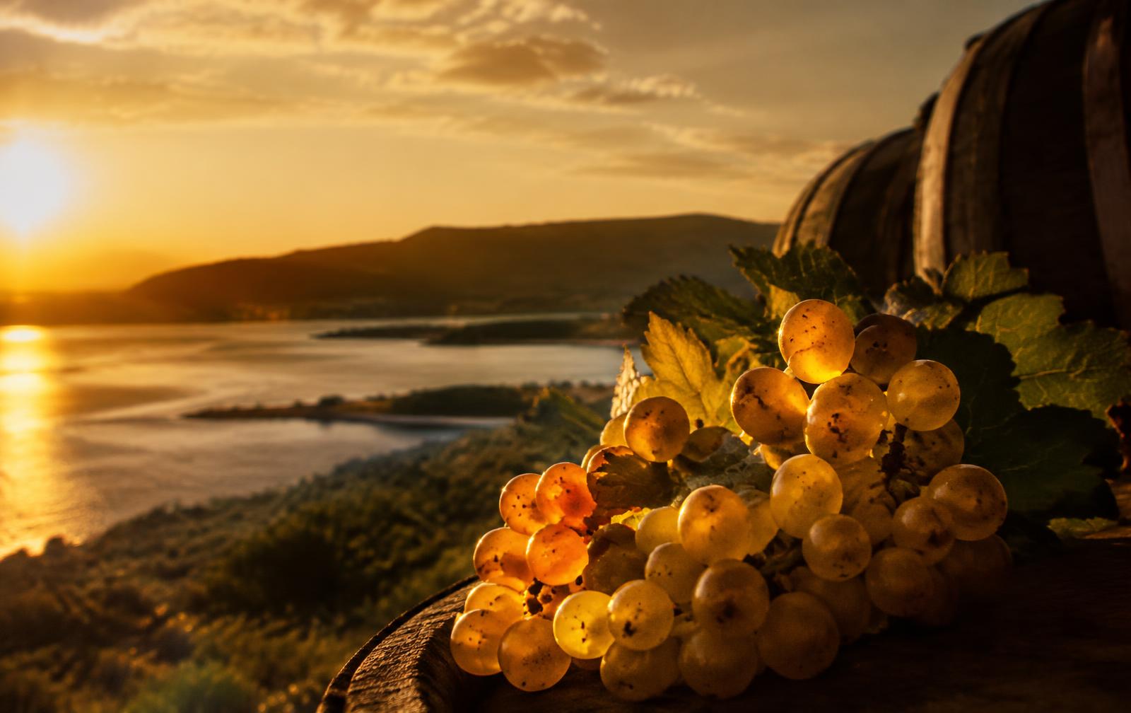 Moscatel de Setúbal grapes