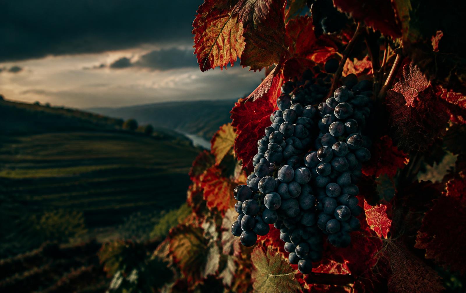 Sousão grapes