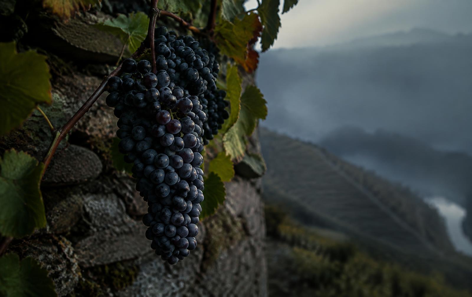 Tinto Cão grapes