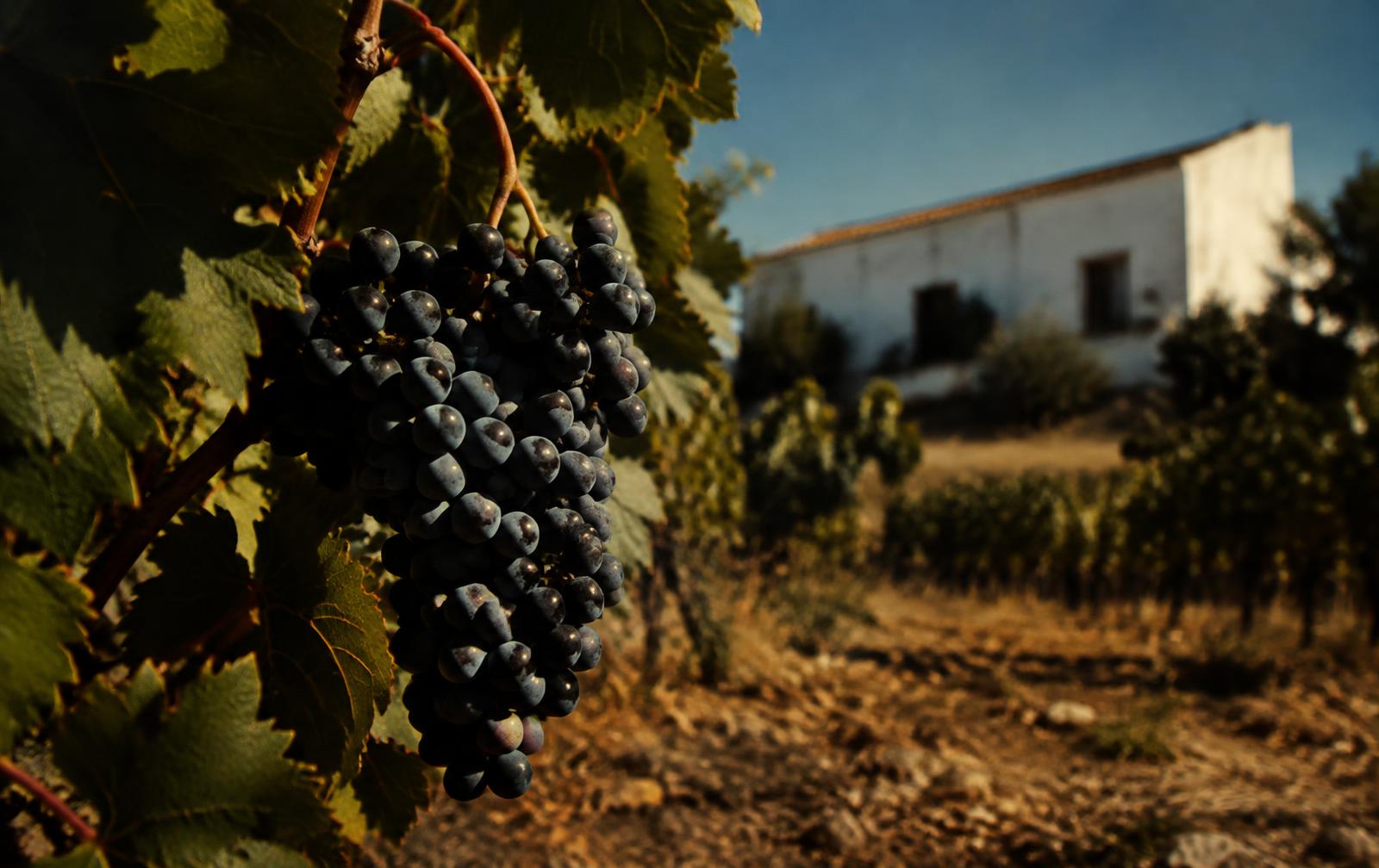 Trincadeira grapes